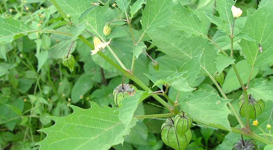 Physalis angulata